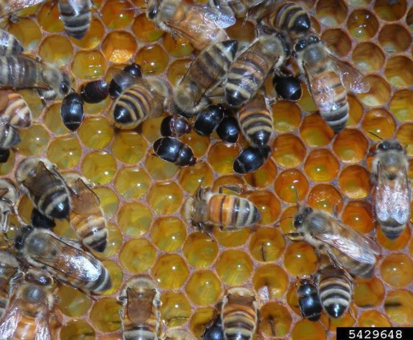 small hive beetles and honey bees on honey bee frame